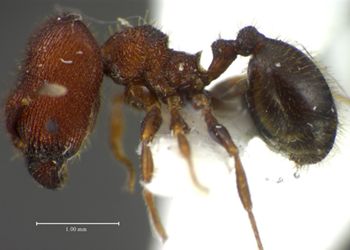 Media type: image;   Entomology 34282 Aspect: habitus lateral view